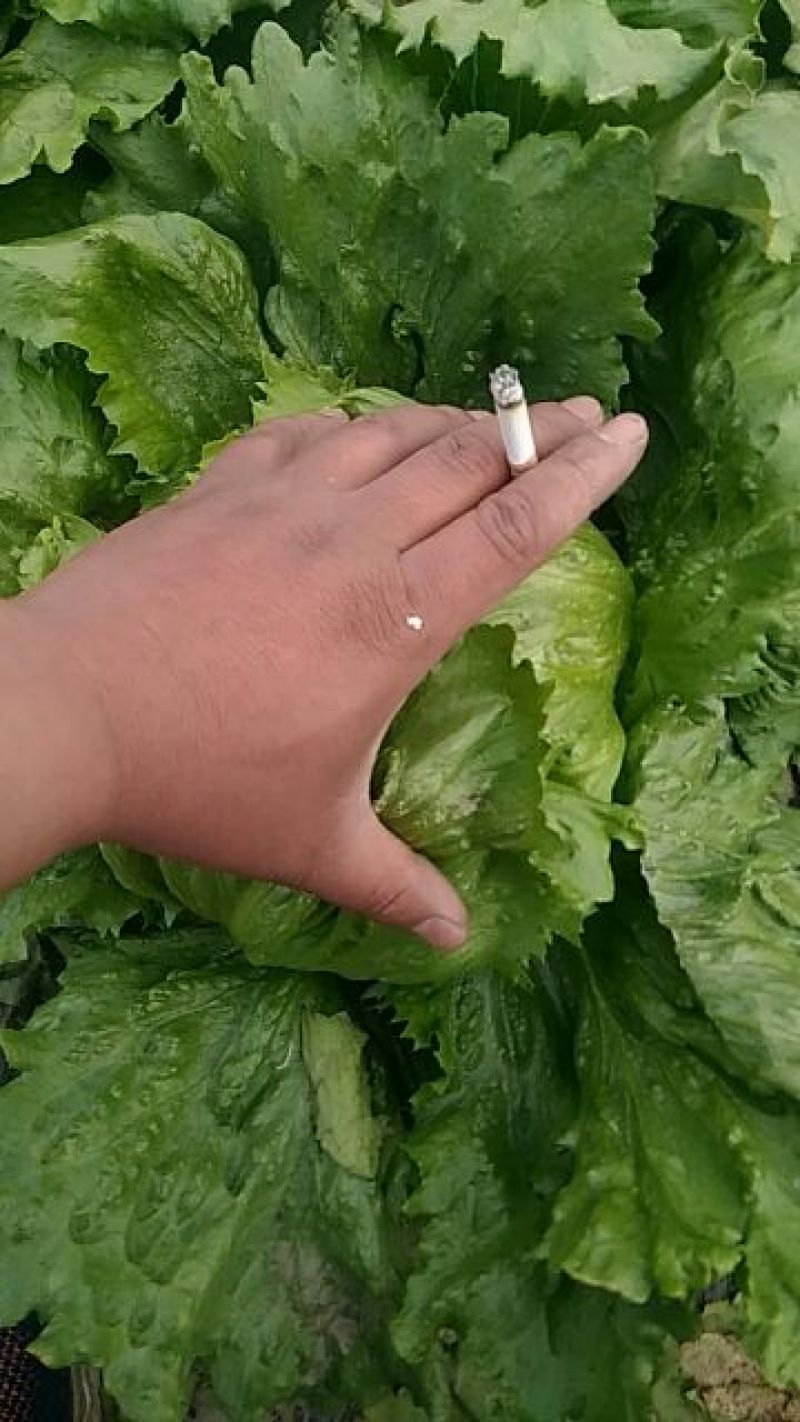 球生菜，好的好的，全都是好的！