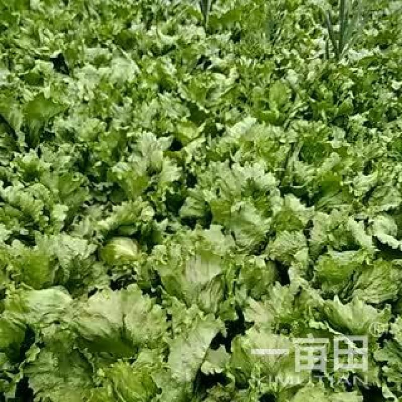 球生菜，好的好的，全都是好的！