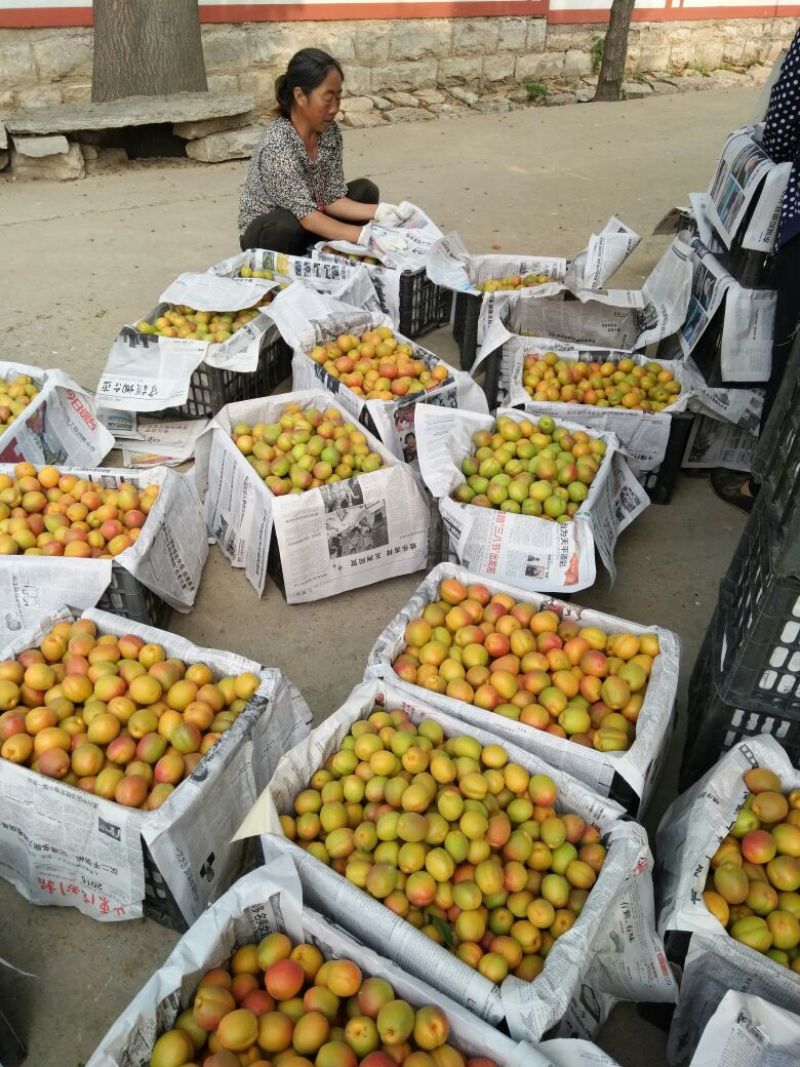 销售红荷苞杏，现已上市欢迎光临