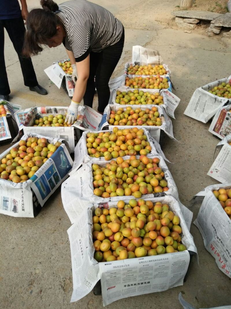销售红荷苞杏，现已上市欢迎光临