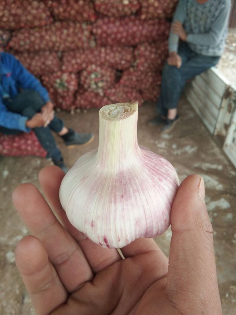 徐州紫皮鲜蒜干蒜基地，一手货源，质量保证