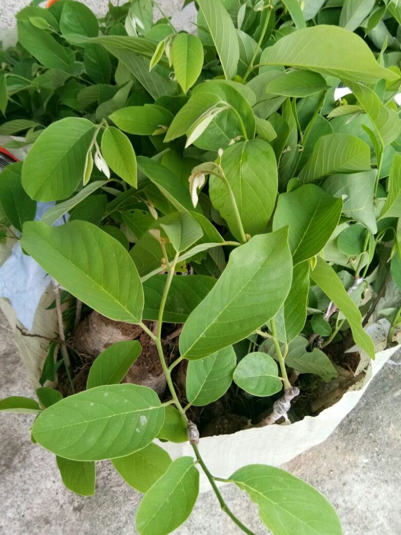 释迦苗10~30cm