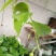 释迦苗10~30cm