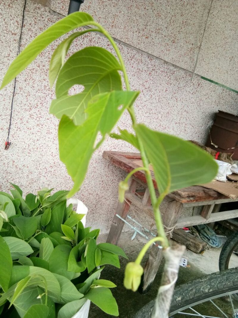释迦苗10~30cm