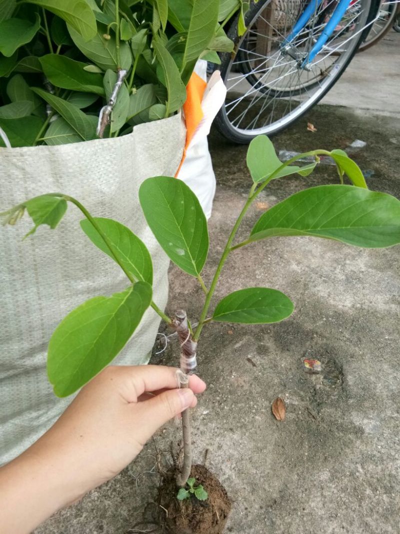释迦苗10~30cm