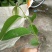 释迦苗10~30cm