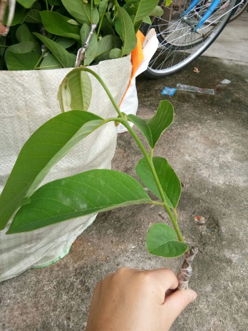 释迦苗10~30cm