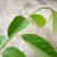 释迦苗10~30cm