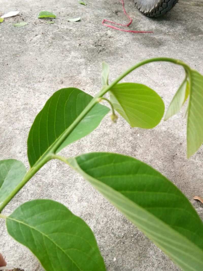释迦苗10~30cm