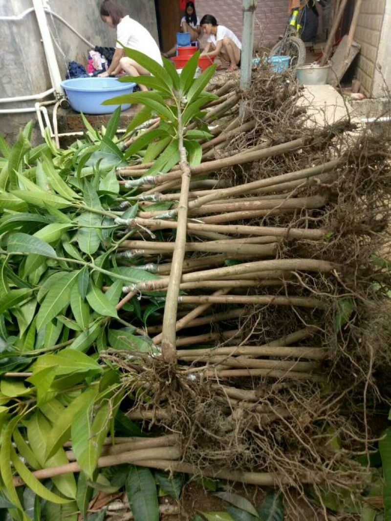 桂七芒可视频看货支持线上交易产地直销
