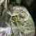 精品苦瓜四季豆