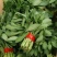 高钙菜救心菜种苗养心菜费菜金不换100起批包邮