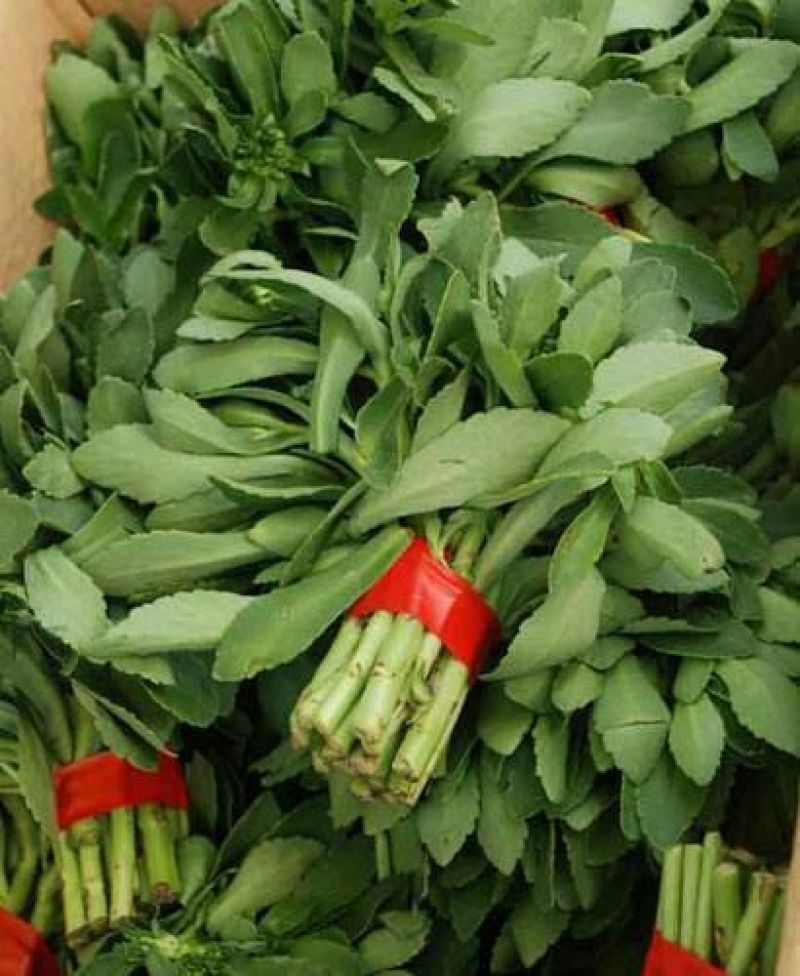 高钙菜救心菜种苗养心菜费菜金不换100起批包邮