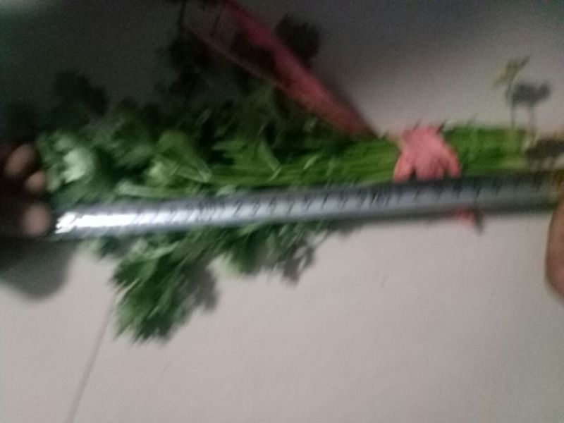 山东香菜大量上市中对接商超农贸电商平台支持全国发货