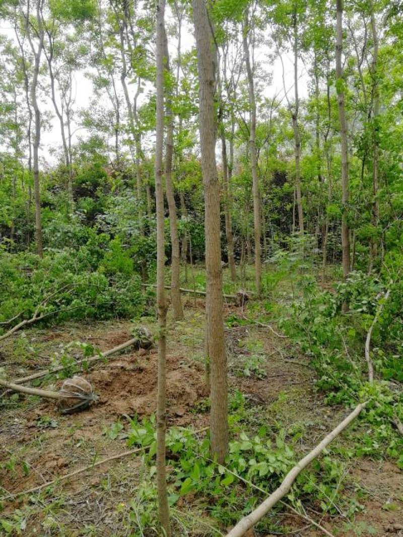 热销品种大量乌桕2-20公分，丛生乌桕