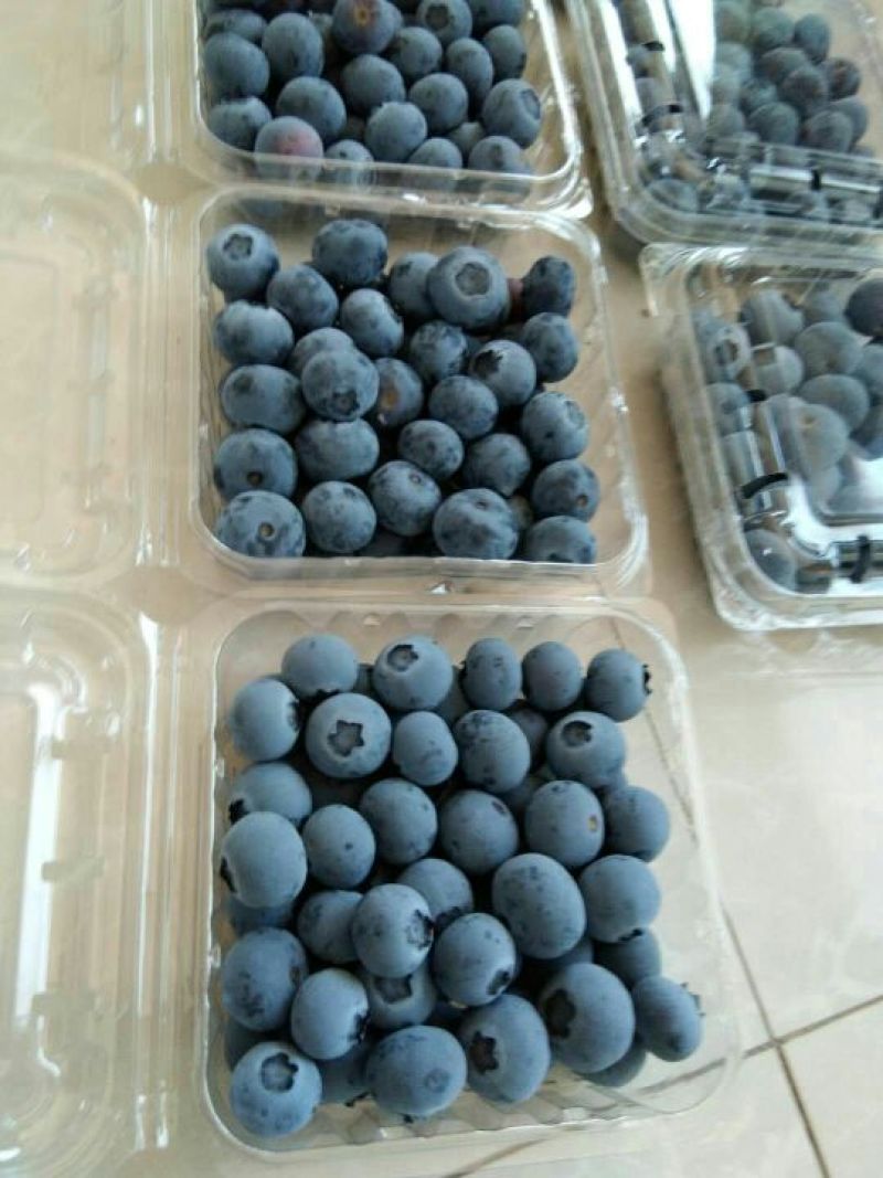 绿色食品，无公害蓝莓