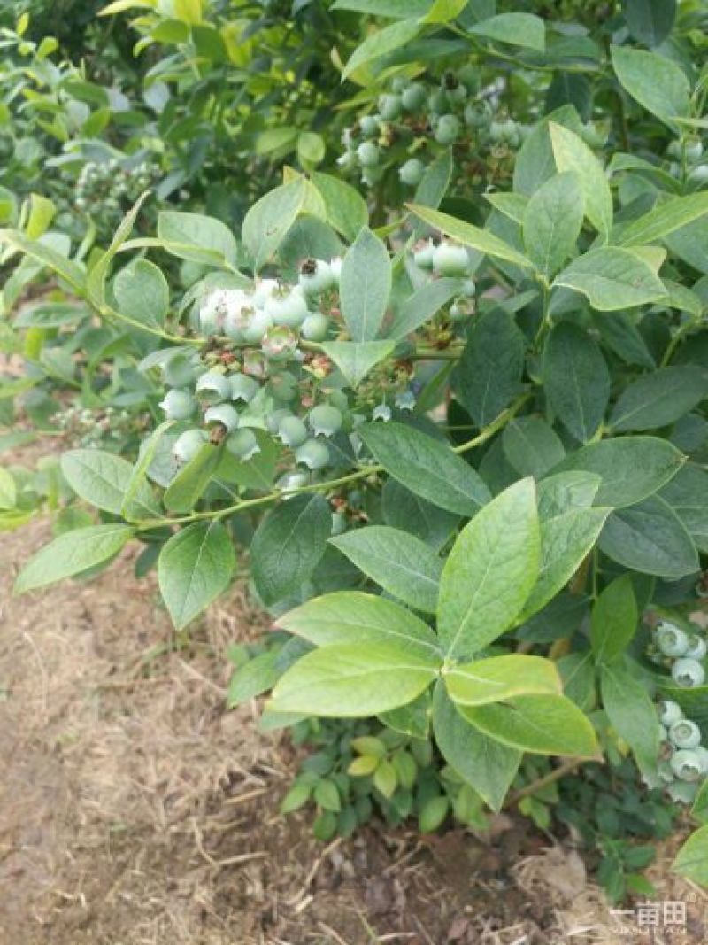 绿色食品，无公害蓝莓