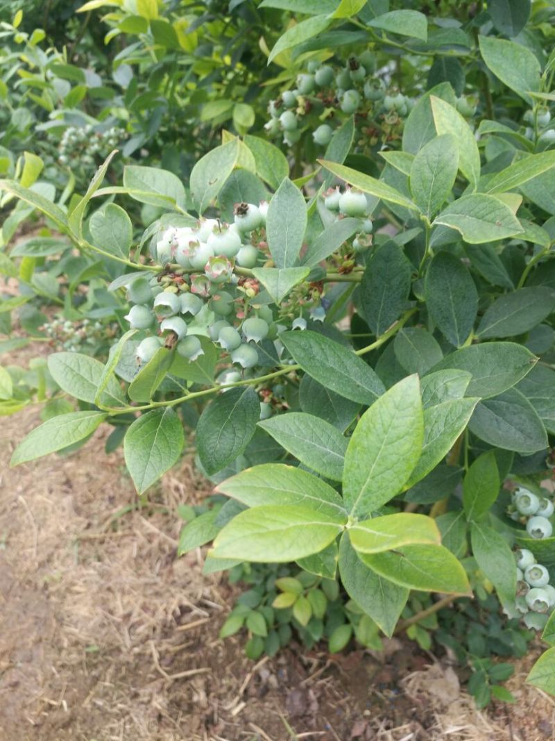 绿色食品，无公害蓝莓