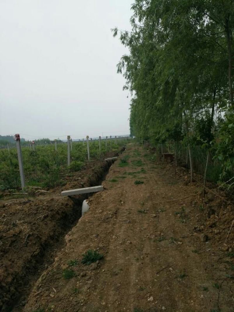绿色食品，无公害蓝莓