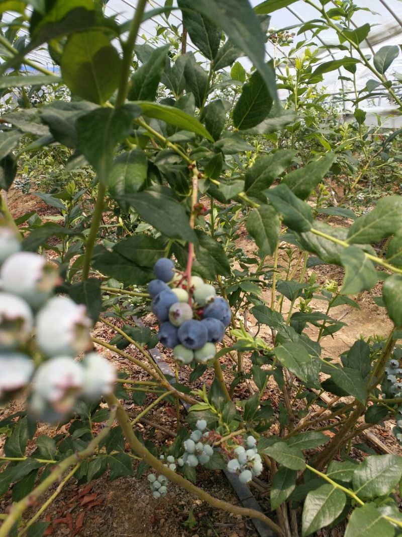 绿色食品，无公害蓝莓