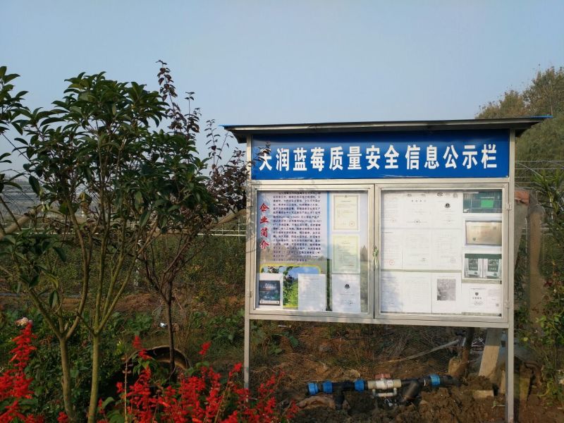 绿色食品，无公害蓝莓