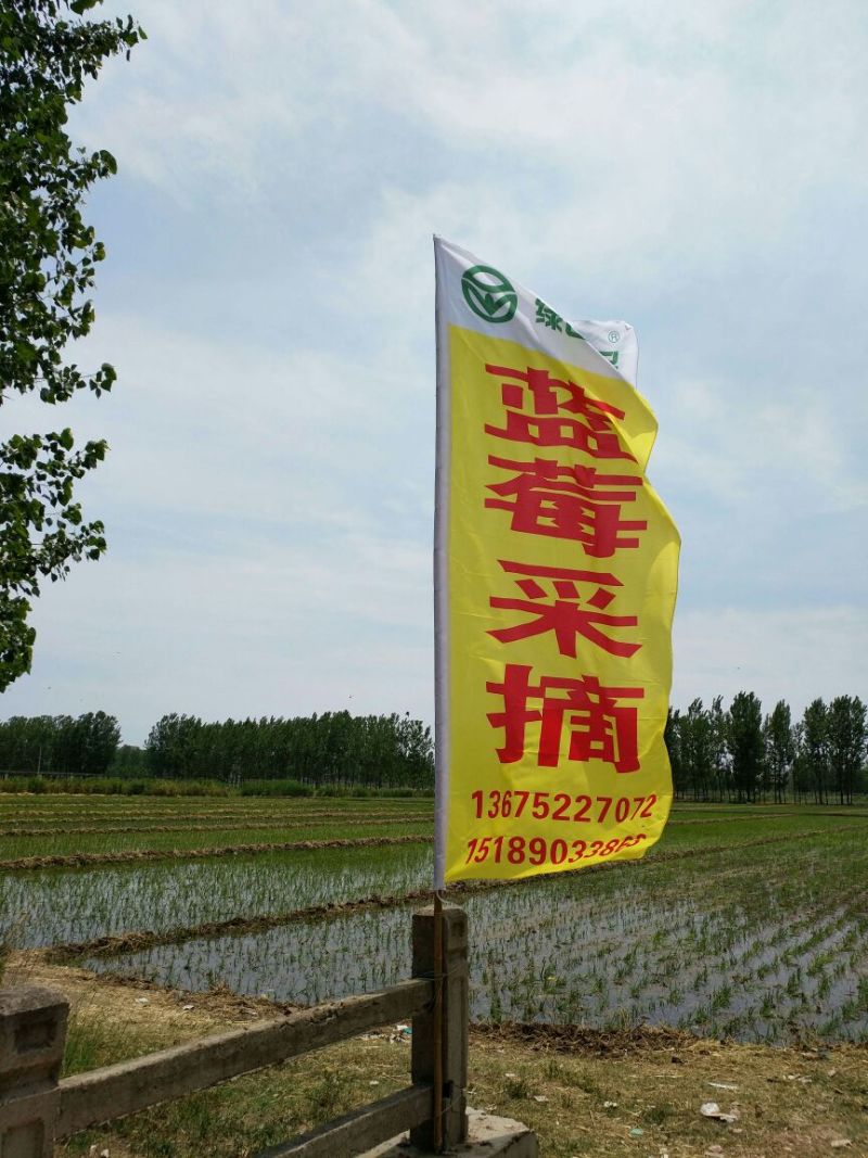 绿色食品，无公害蓝莓