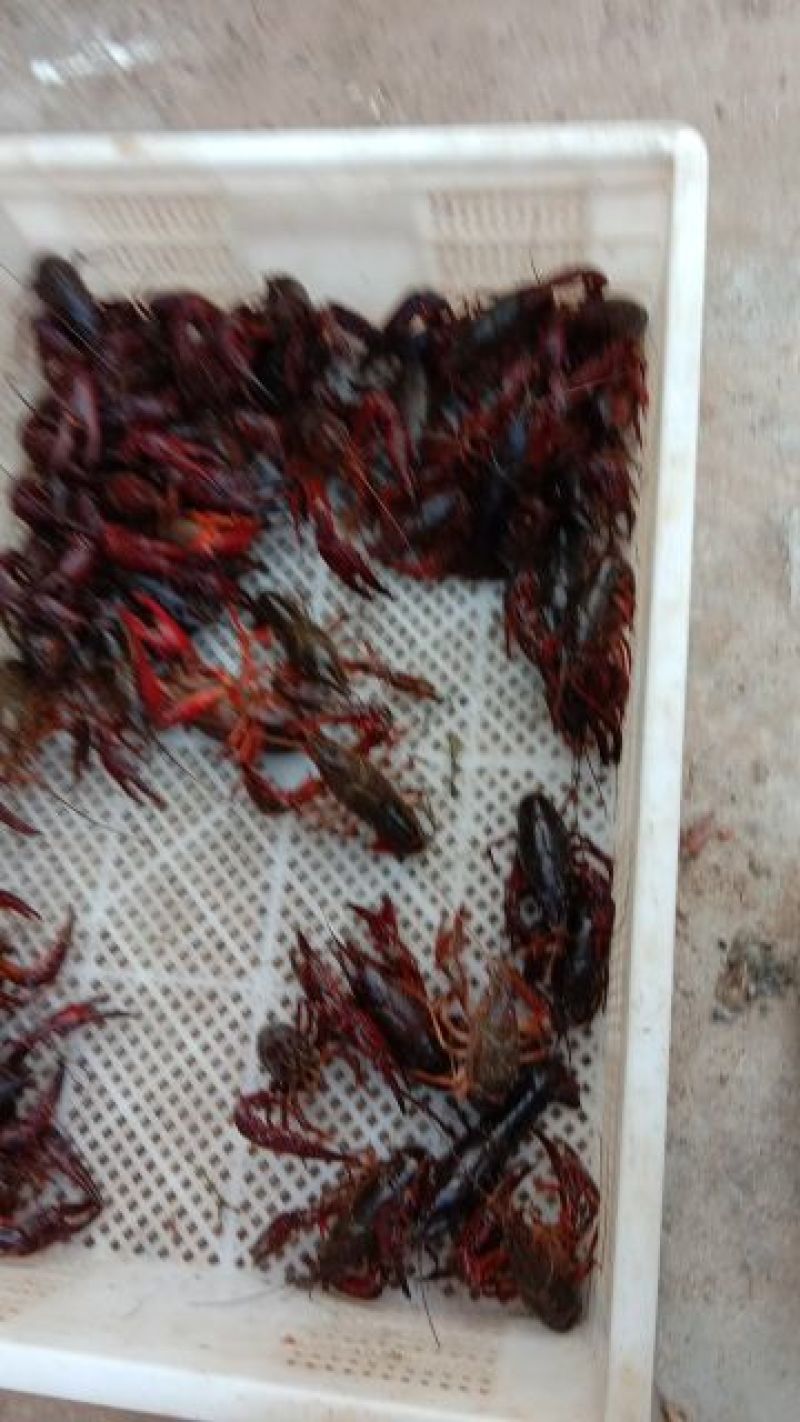 高品质虾