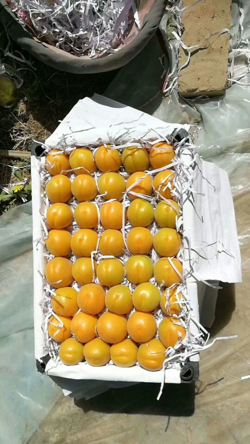 金太阳杏丰元红金寿