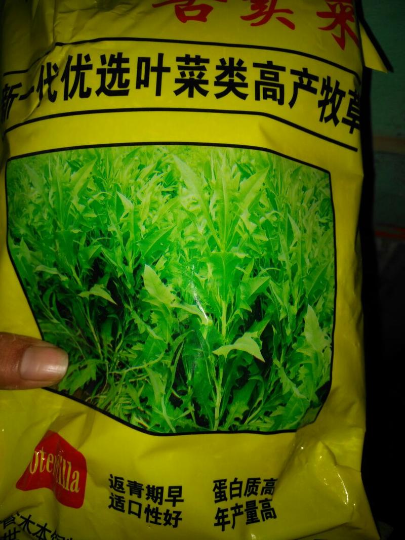 苦荬菜种子多年生2斤/亩1斤/包春夏季播种