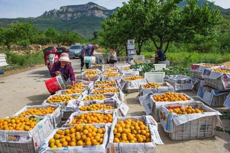 太行山金太阳，丰源红，凯特杏，红杏，一件代发，量大价优