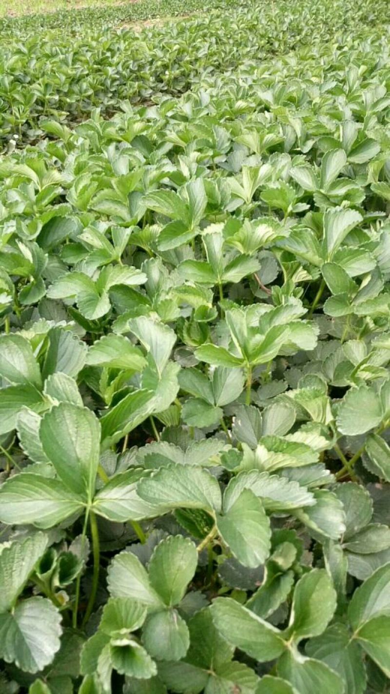 草莓苗品种草莓苗草莓苗基地，红颜草莓苗顺丰快递发货