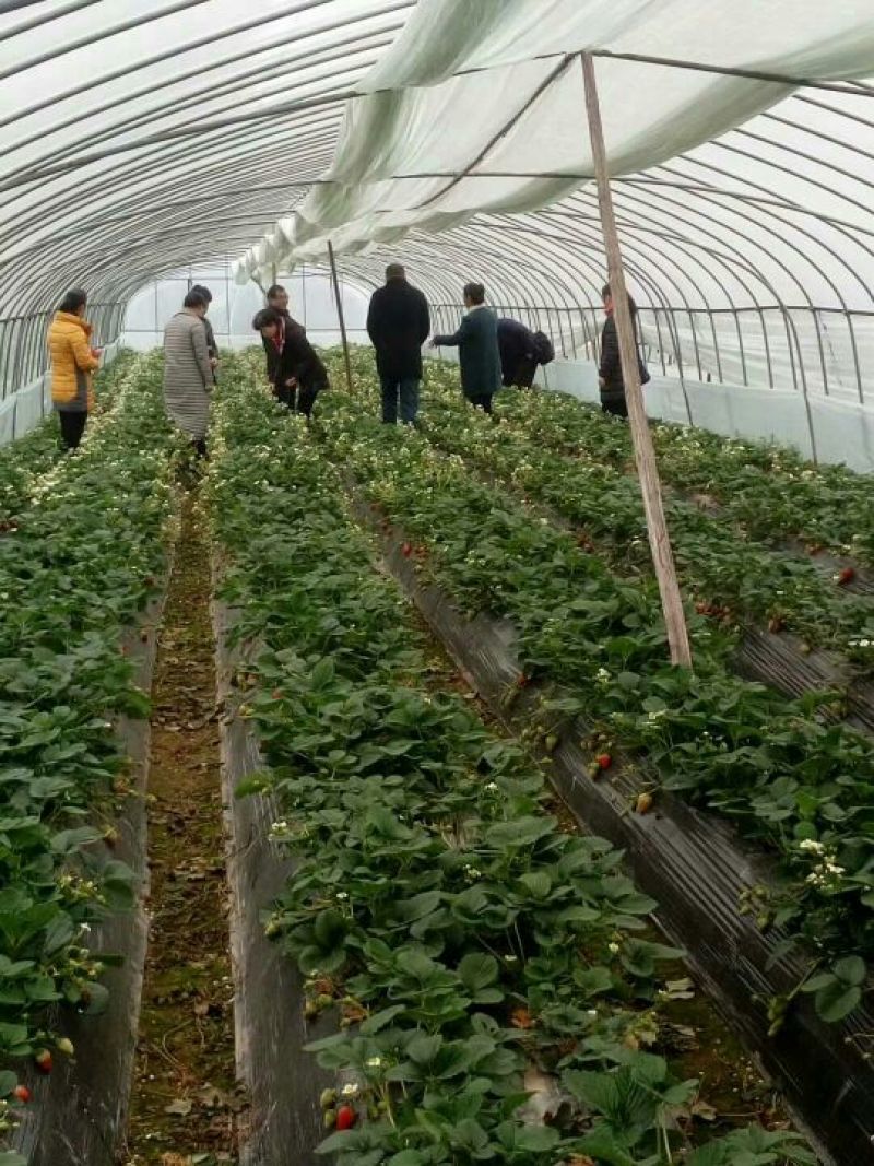 草莓苗品种草莓苗草莓苗基地，红颜草莓苗顺丰快递发货