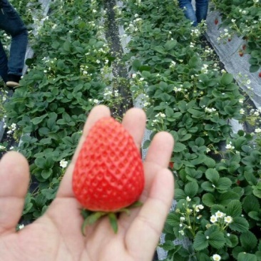 草莓苗品种草莓苗草莓苗基地，红颜草莓苗顺丰快递发货