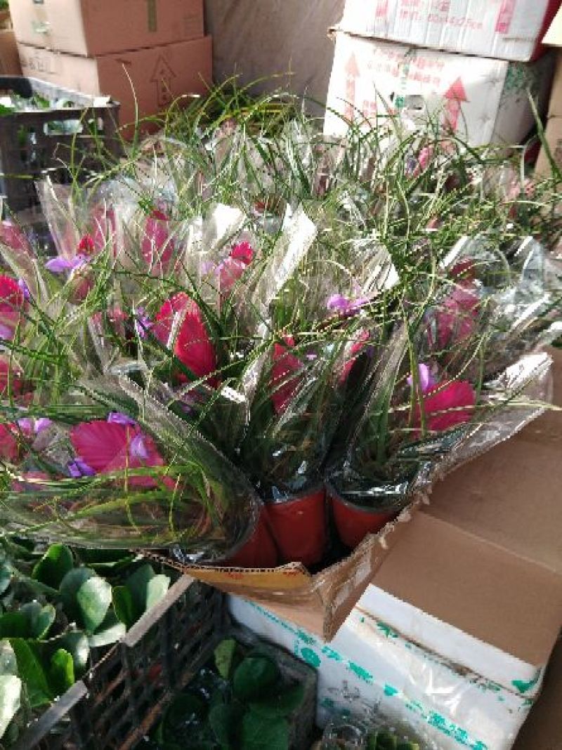 铁兰高端花卉