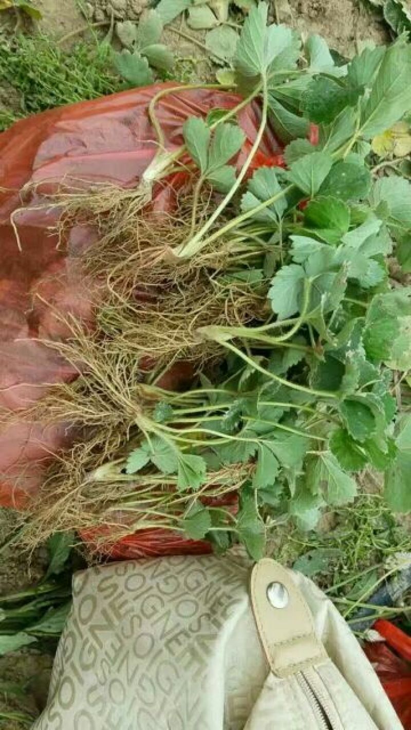 草莓苗品种草莓苗草莓苗基地，红颜草莓苗顺丰快递发货