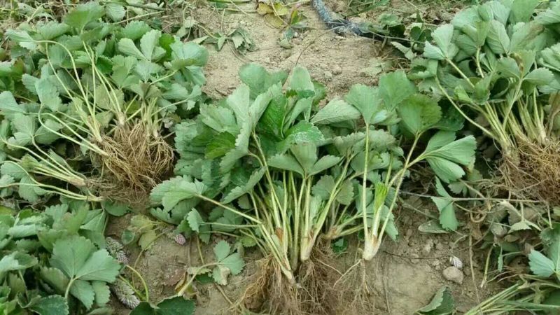 草莓苗品种草莓苗草莓苗基地，红颜草莓苗顺丰快递发货