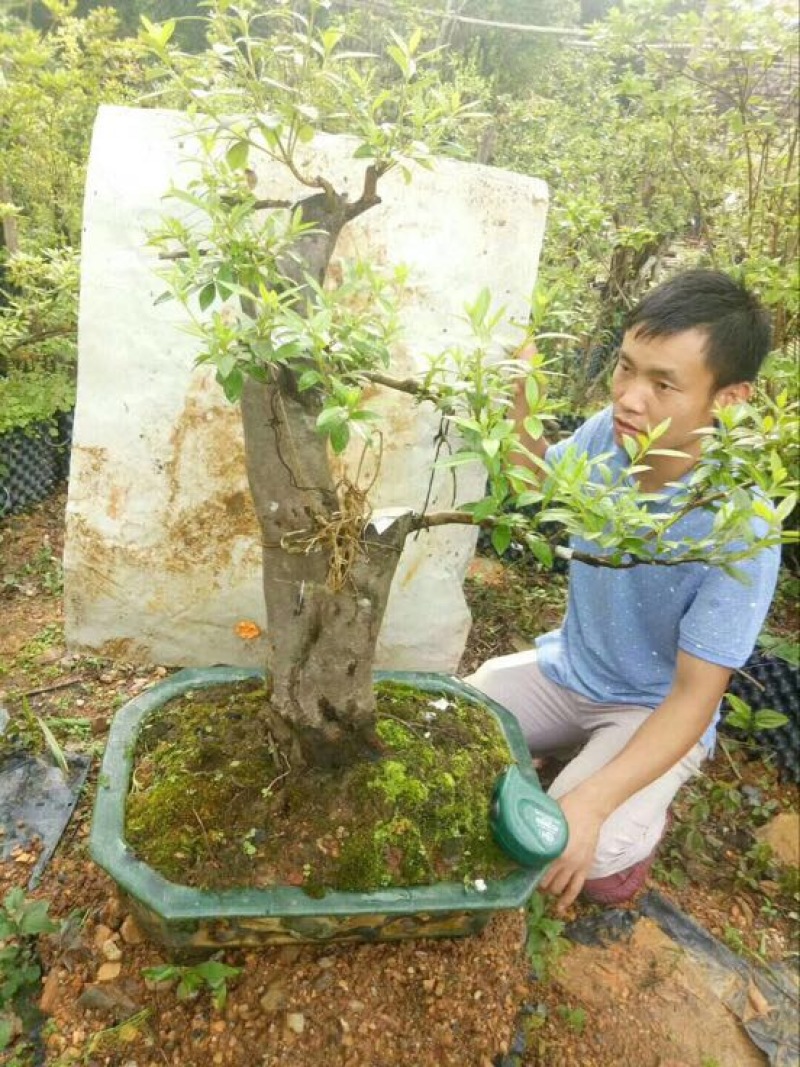 映山红树桩25~30cm
