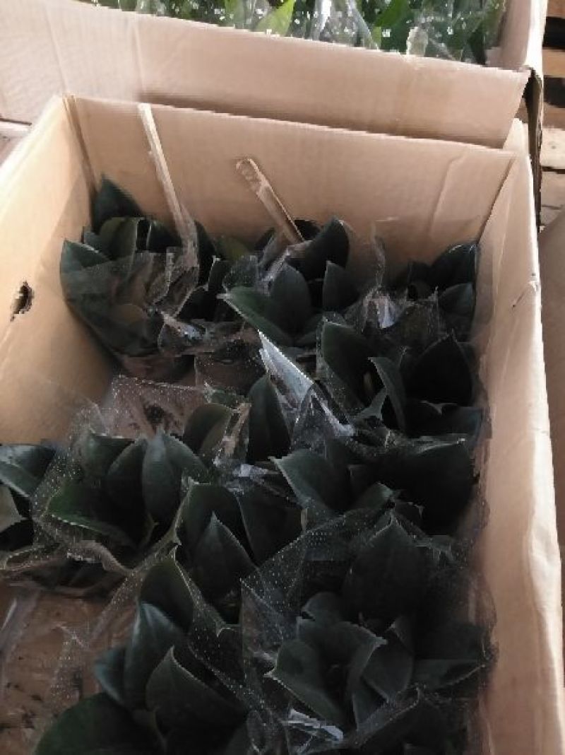 像皮树