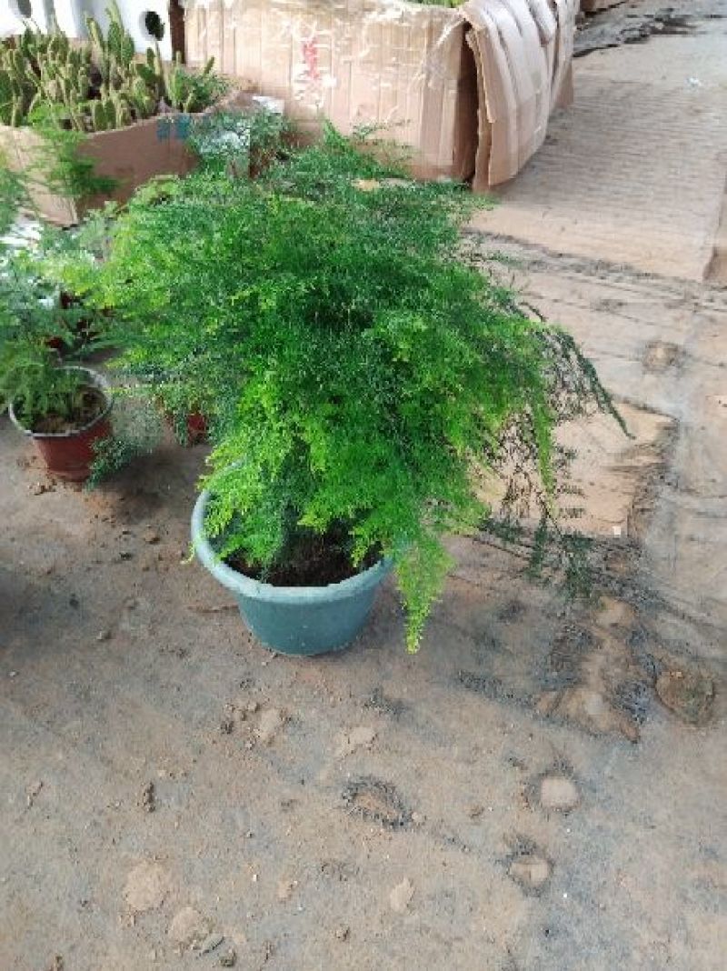 文竹
