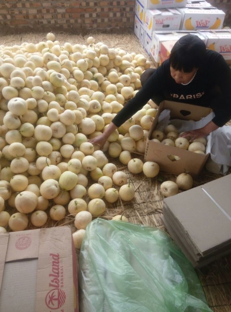 新乐市甜瓜4月20号左右上市欢迎新老客户前来选购