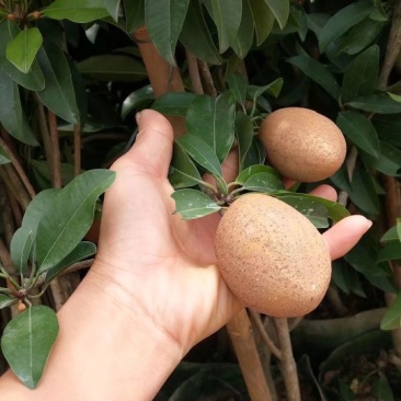 人心果苗