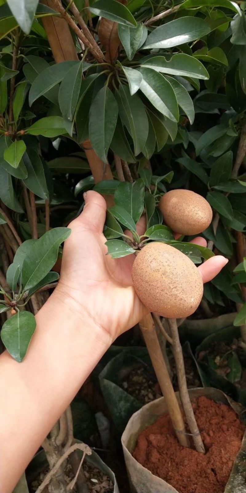 人心果苗