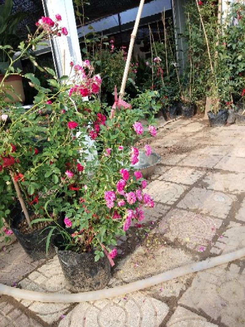 丰花月季40~50cm绿化工程专用苗