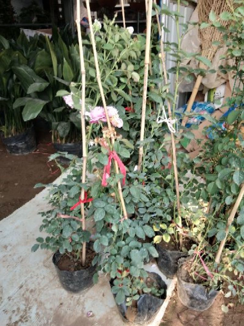 丰花月季40~50cm绿化工程专用苗