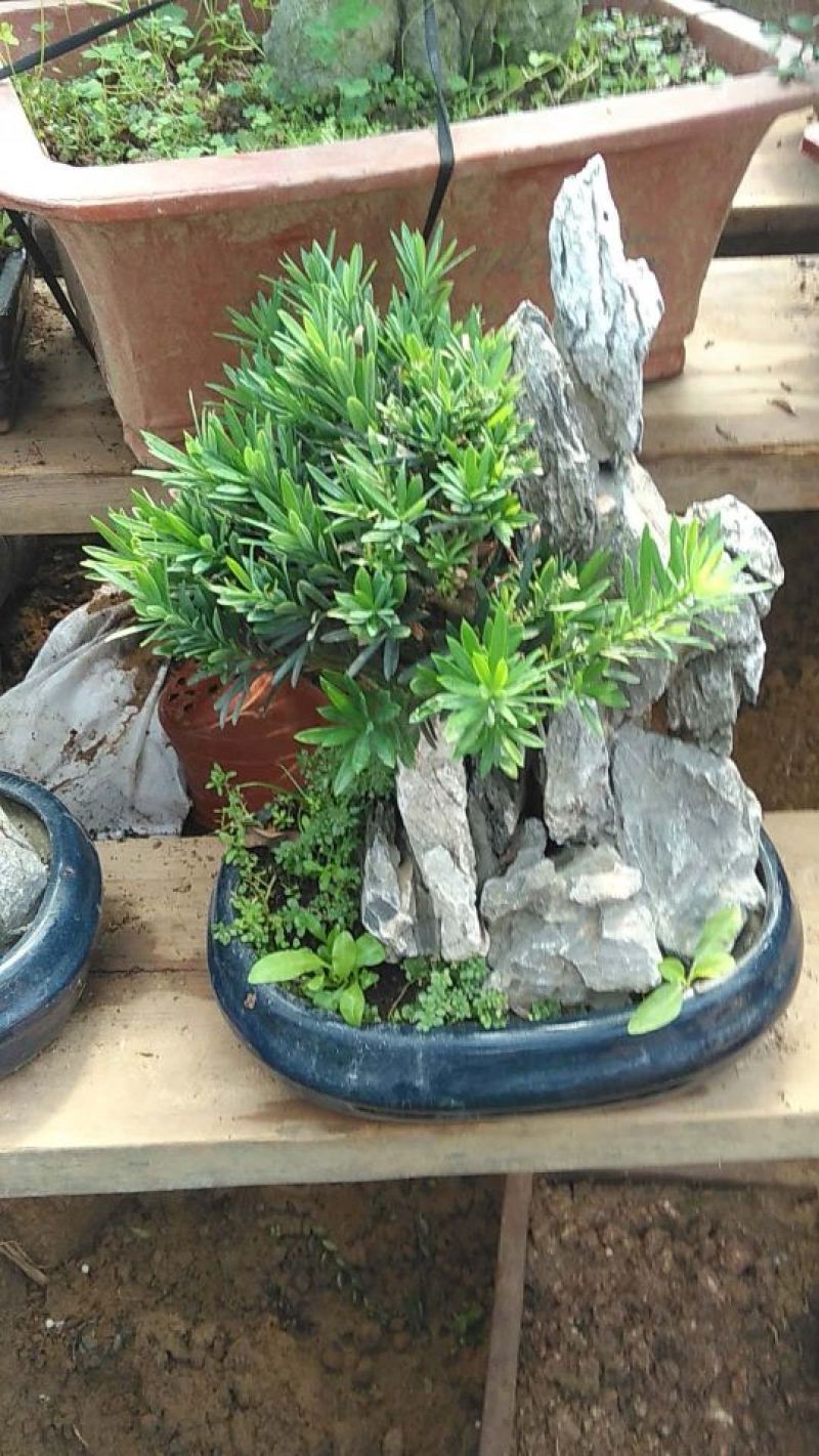 造型罗汉松