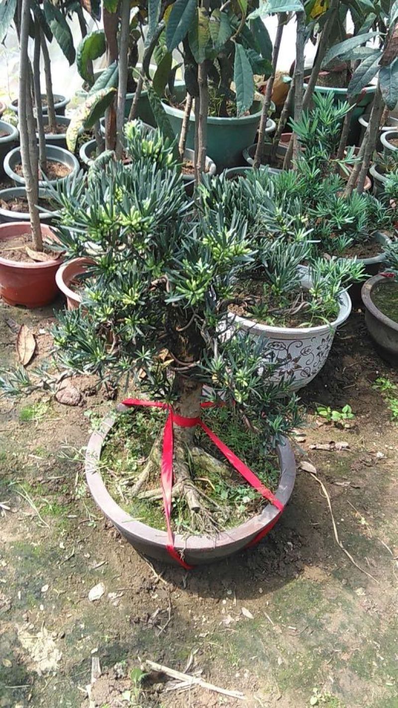 造型罗汉松