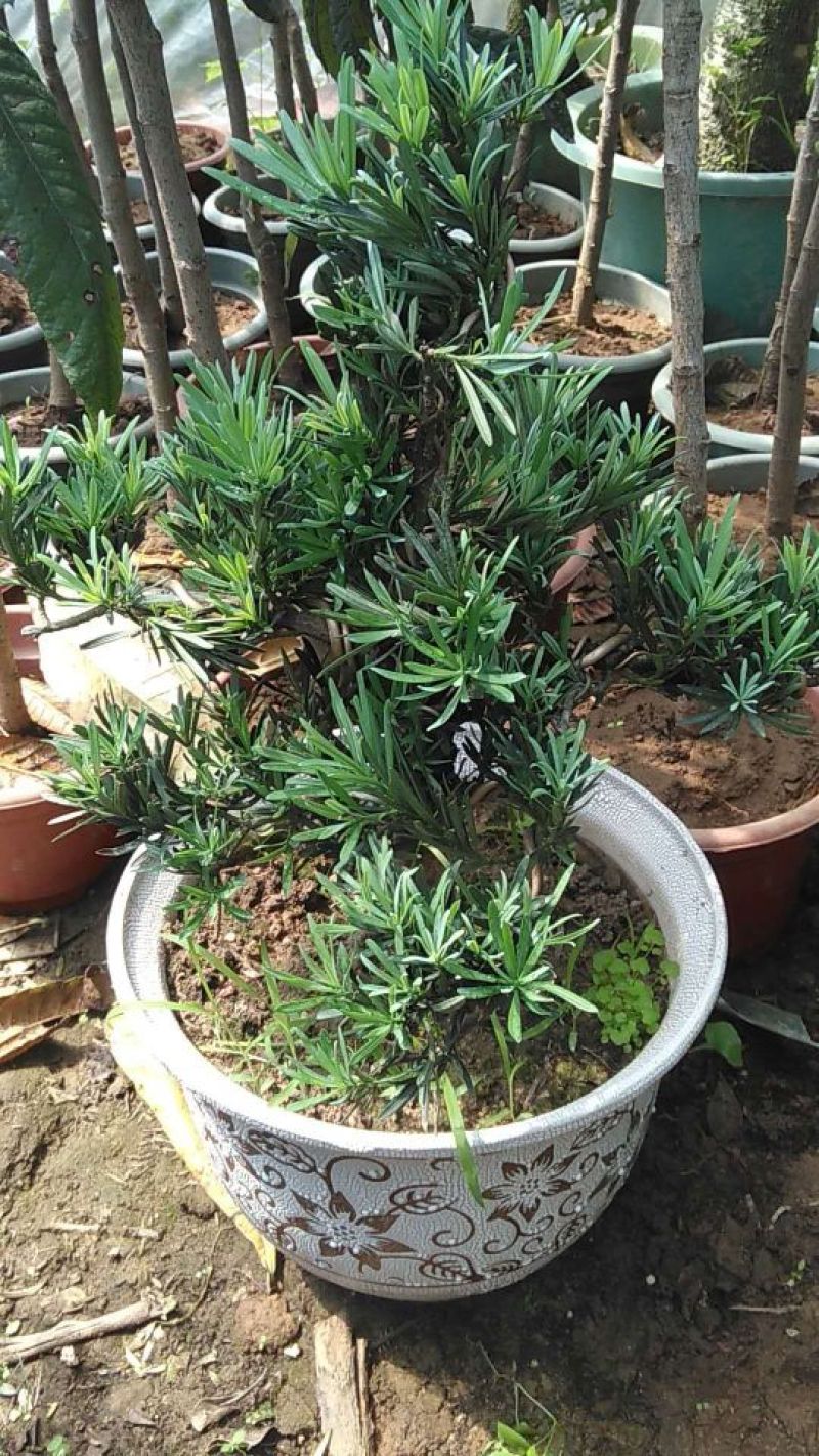 造型罗汉松