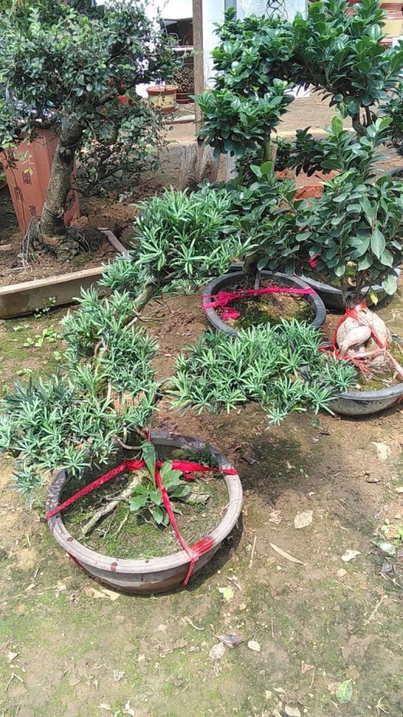 造型罗汉松