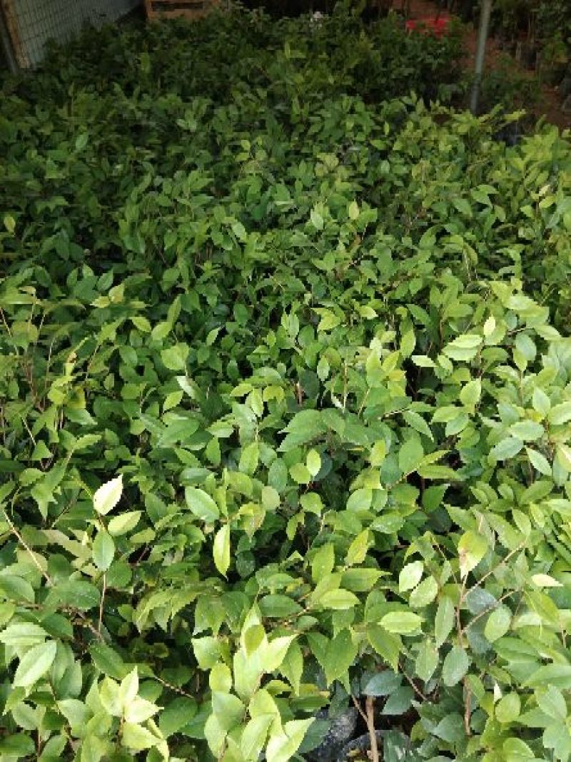 茶花