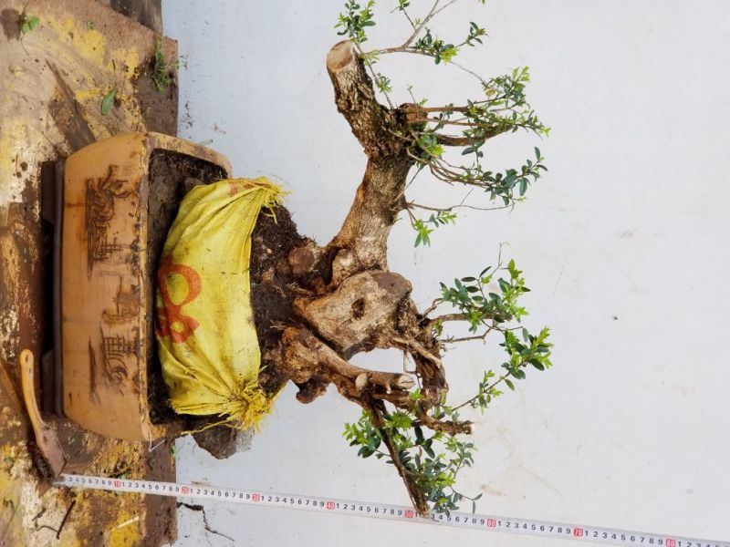 黄杨盆景不含盆50~80cm